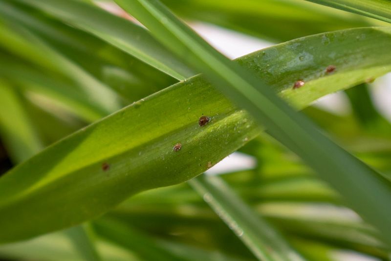 Monitoring For Common Winter Pests