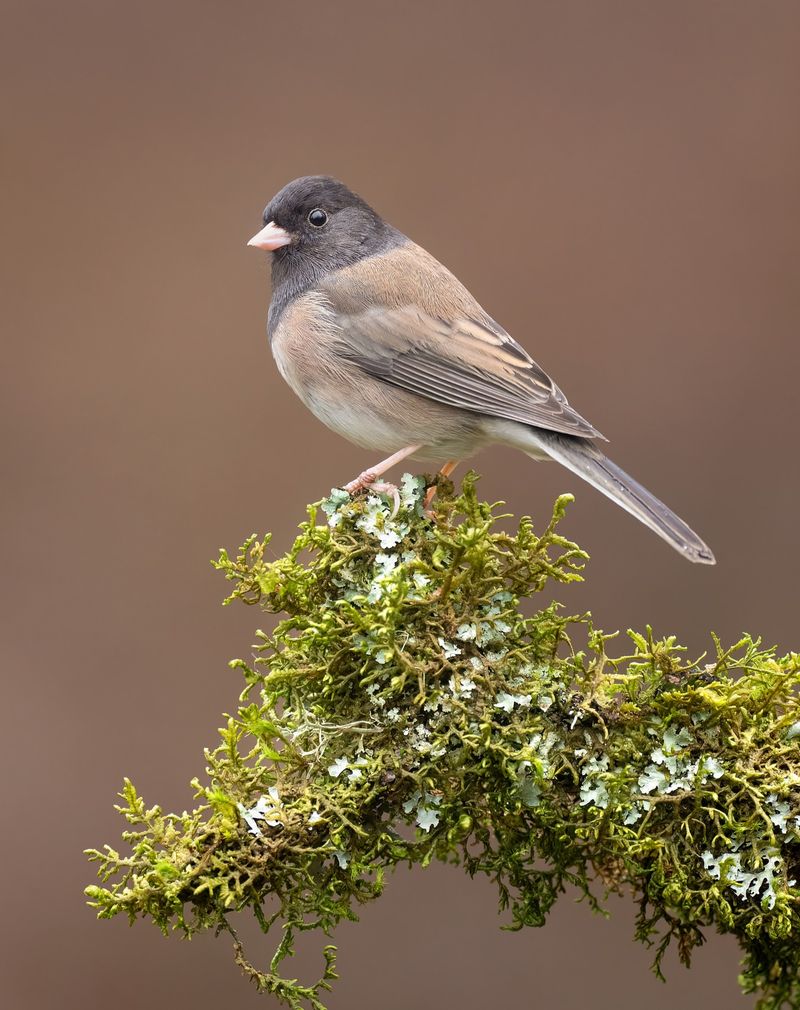 Natural Fertilizer From Above