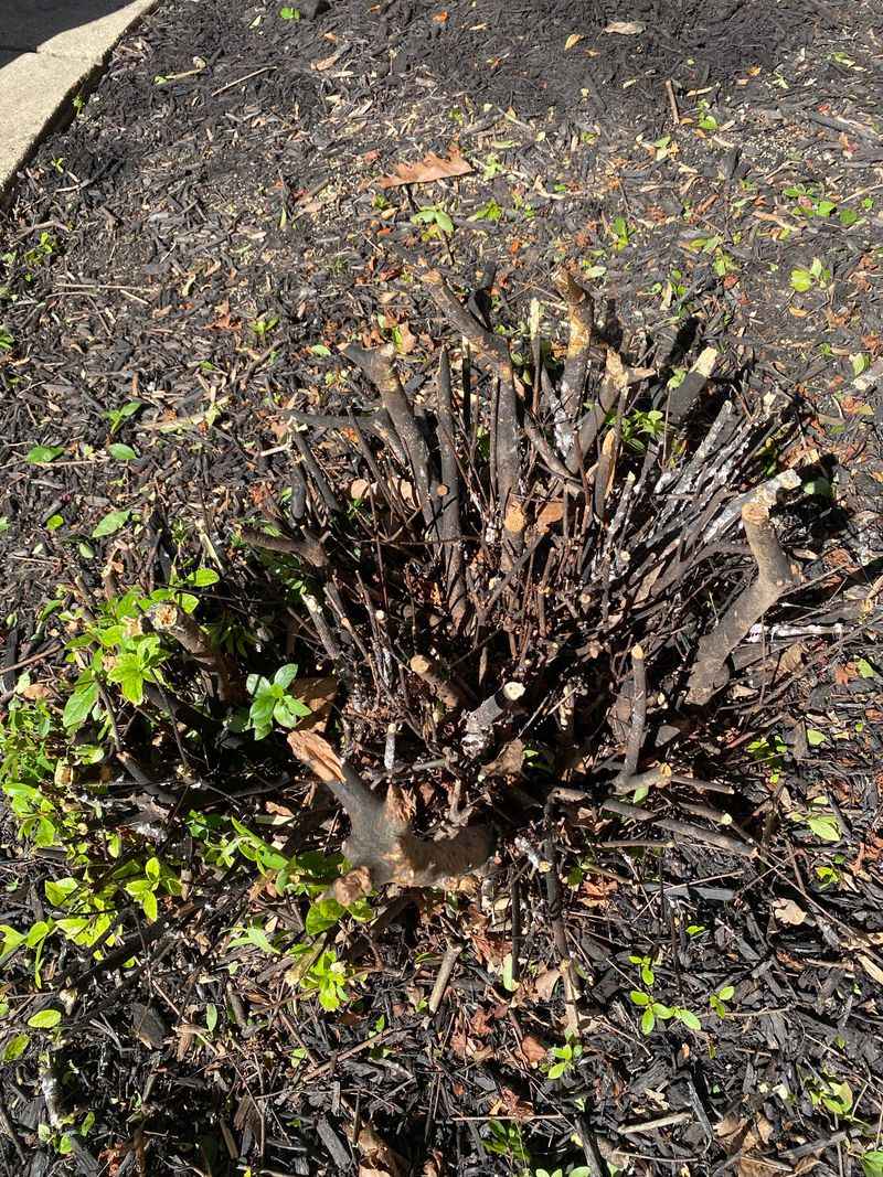 Refresh Mulch To Warm And Protect Roots