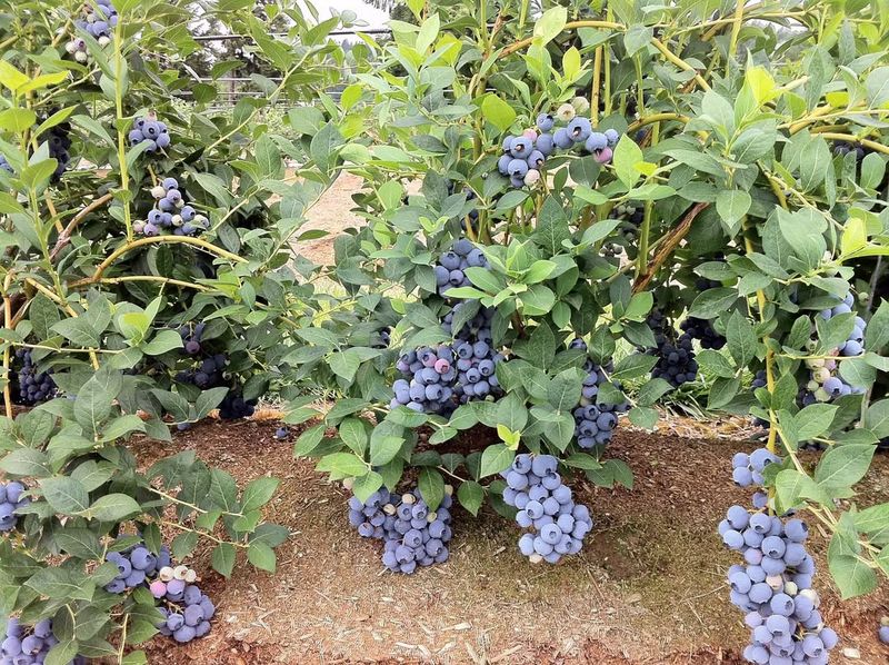 Shape For An Open Center So Light And Air Reach Every Cane