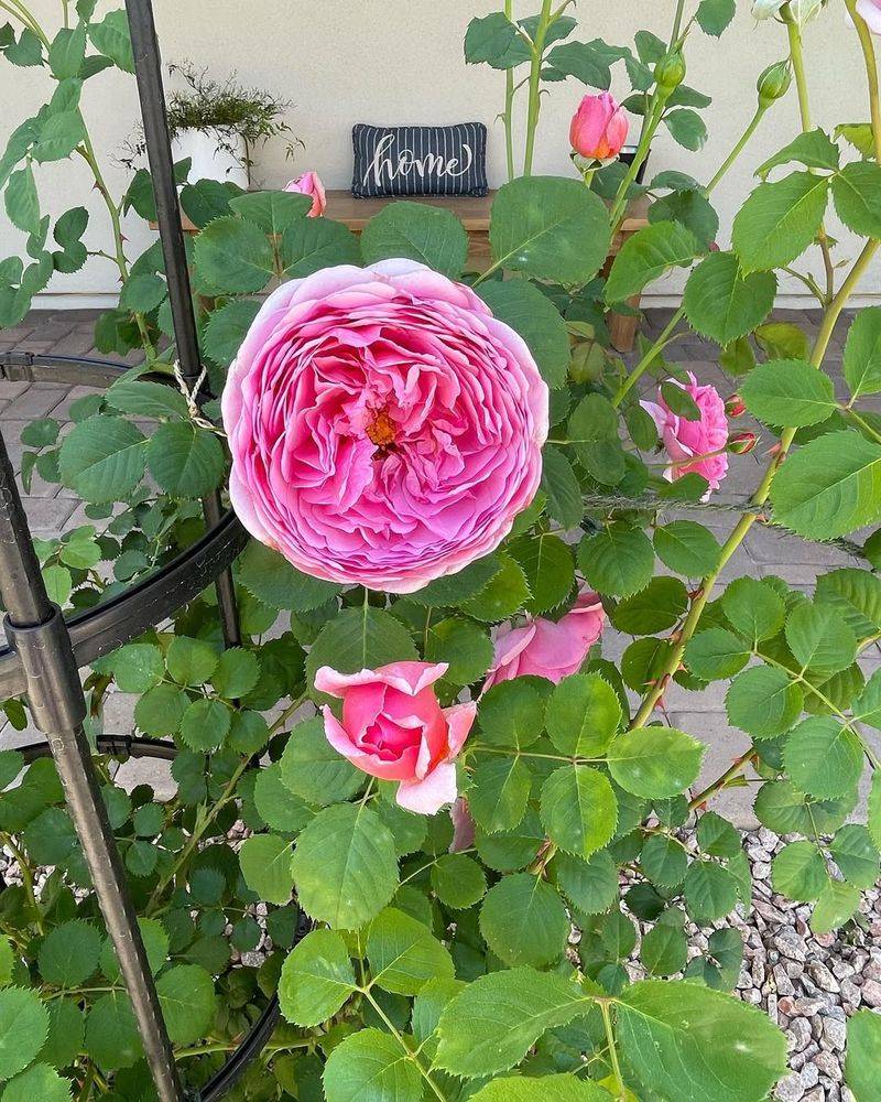 Apply A Light Early-Season Feeding