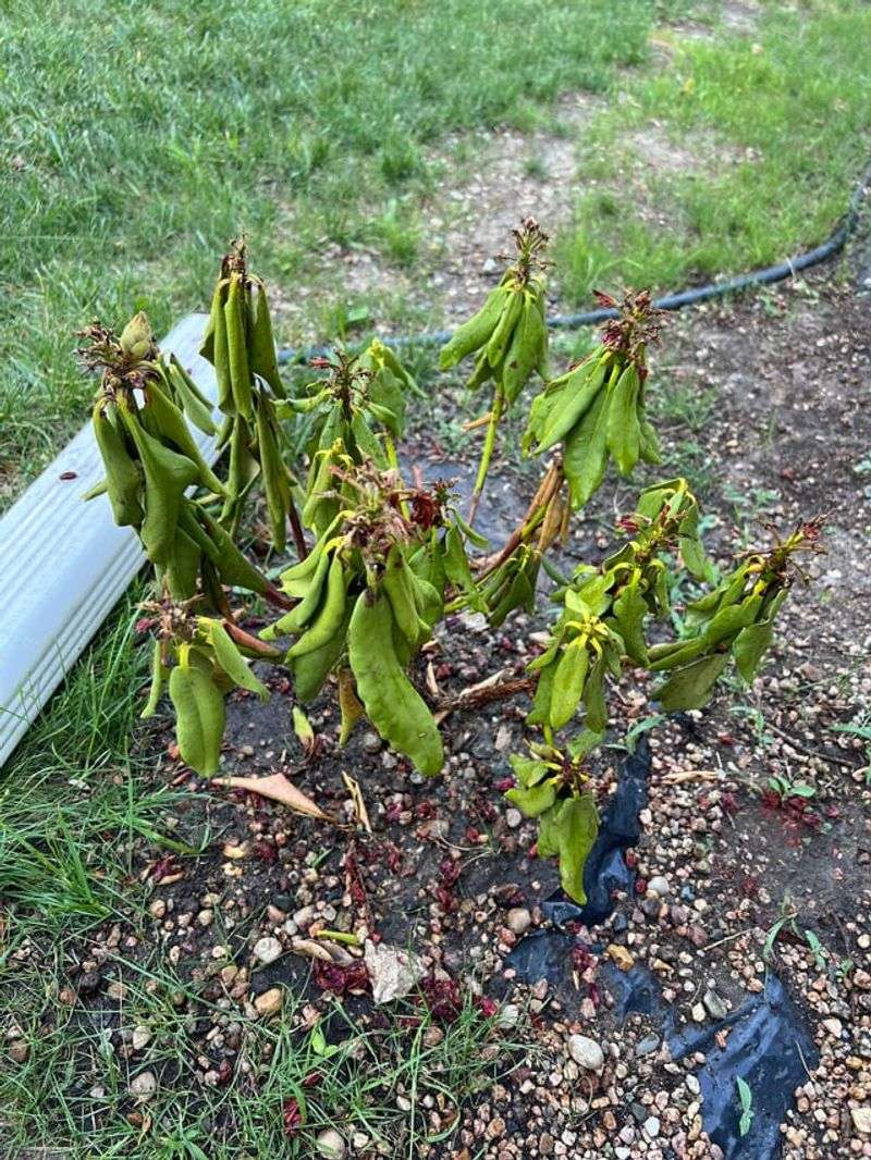 Check The Base For Cracks And Root Stress After Freeze Thaw