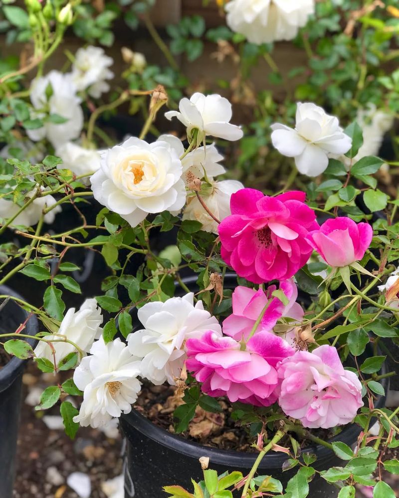 Water Deeply After Pruning To Support Fresh Growth