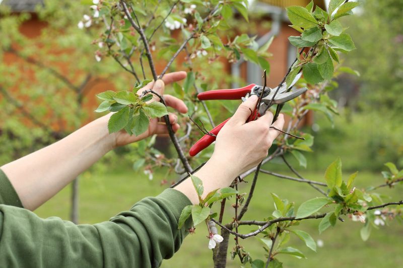 Prune Dormant Trees And Shrubs
