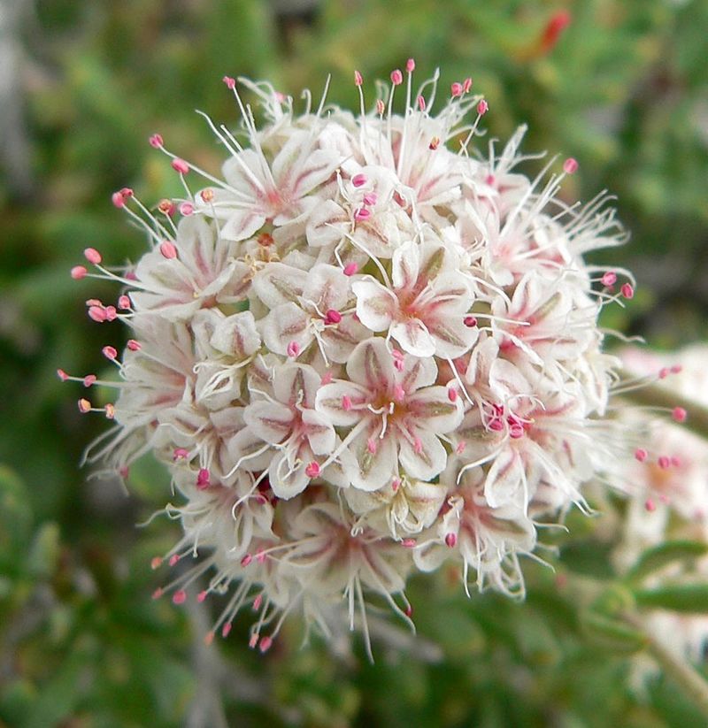 California Buckwheat (Eriogonum fasciculatum)
