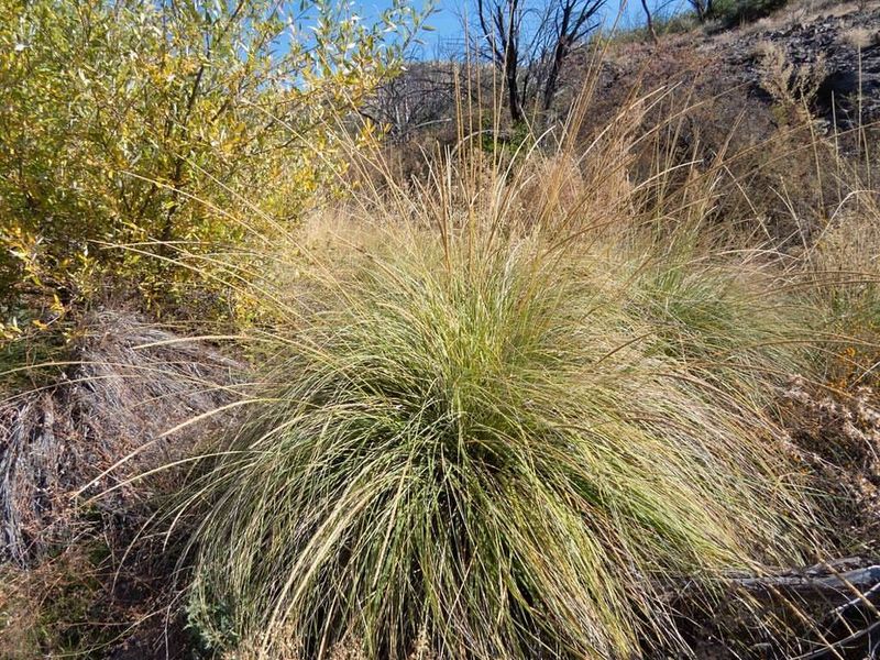 Deer Grass (Muhlenbergia rigens)