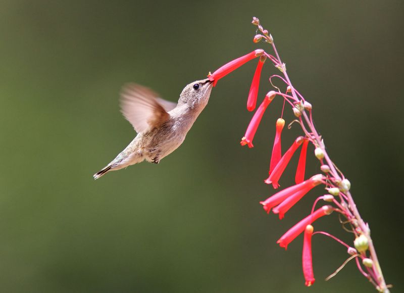Scarlet Bugler (Penstemon centranthifolius)