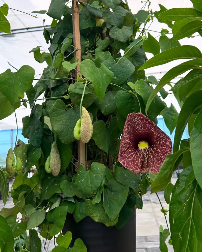 Dutchman's Pipe Creates Lush Coverage With Unusual Hidden Blooms