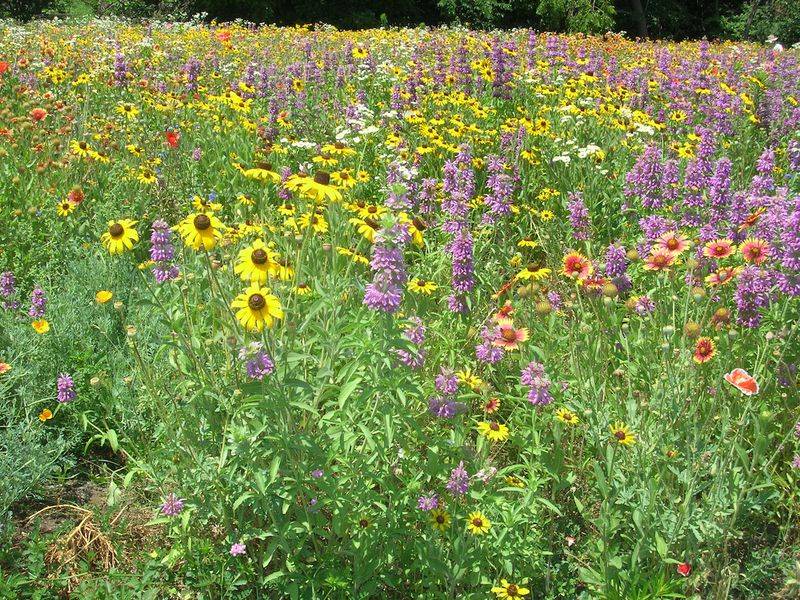 Native Wildflower Meadow