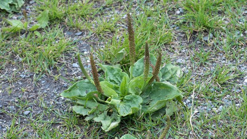 Broadleaf Plantain Signals Compacted Tired Soil