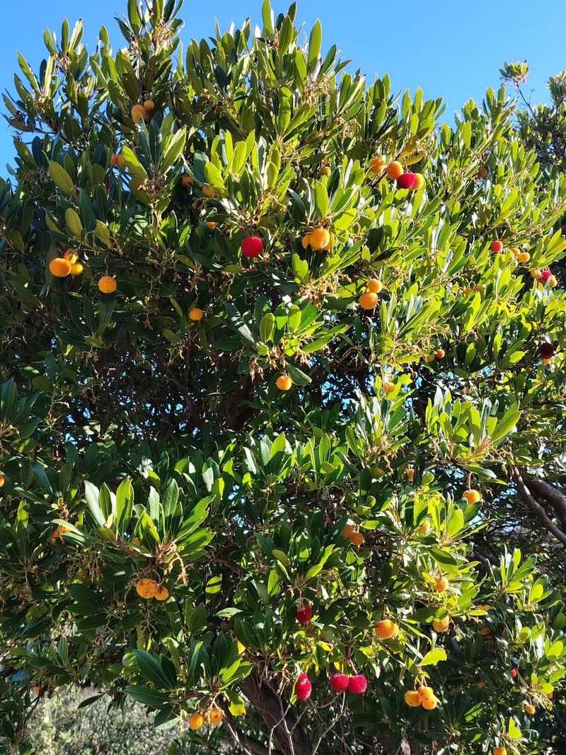 Strawberry Tree (Arbutus unedo)