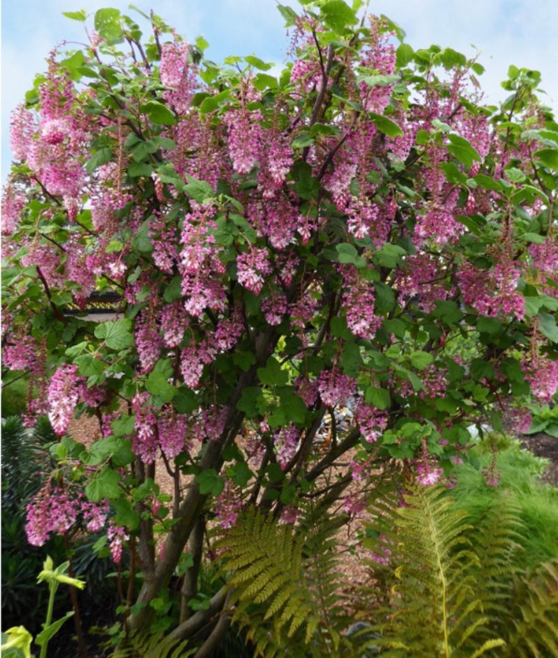 Red Flowering Currant (Ribes sanguineum var. glutinosum)