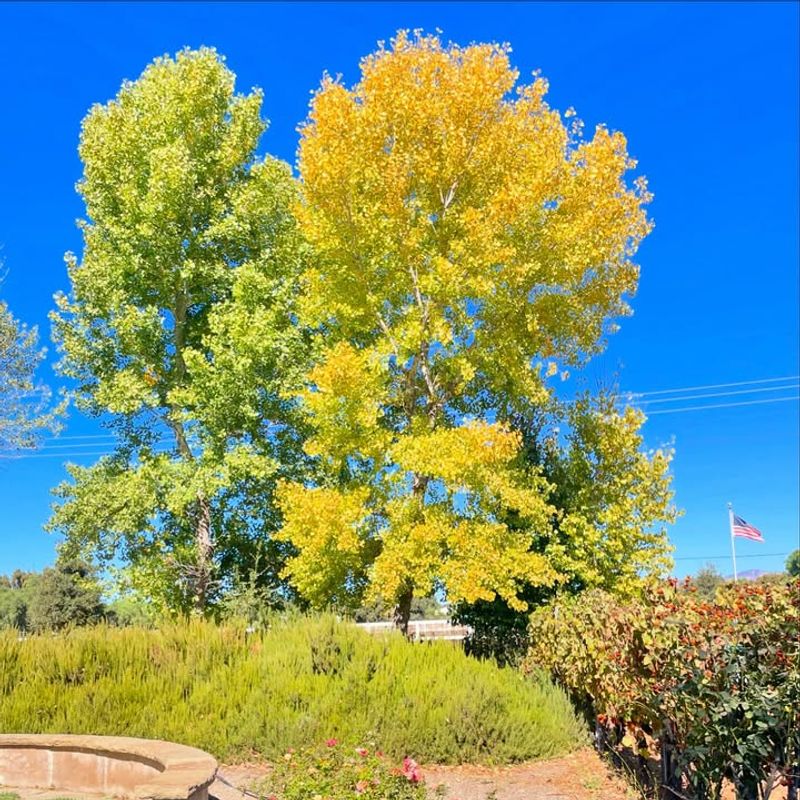 Fremont Cottonwood (Populus fremontii)