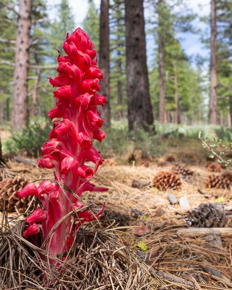 Snow Plant (Sarcodes sanguinea)
