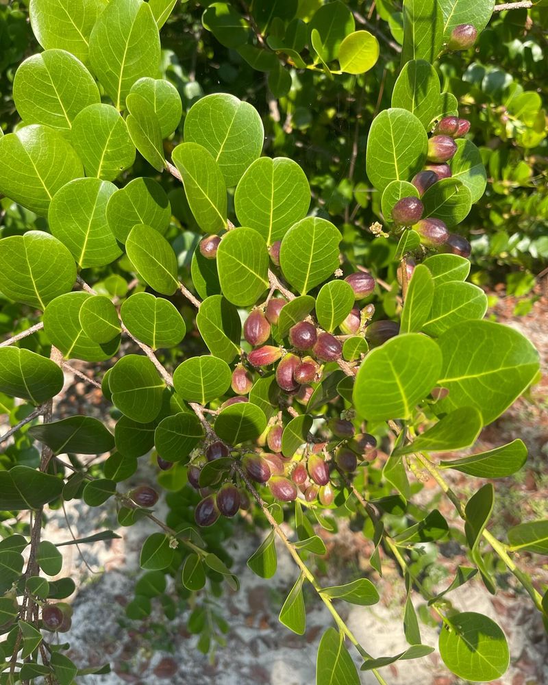 This Native Shrub Requires Less Maintenance Than Traditional Hedges