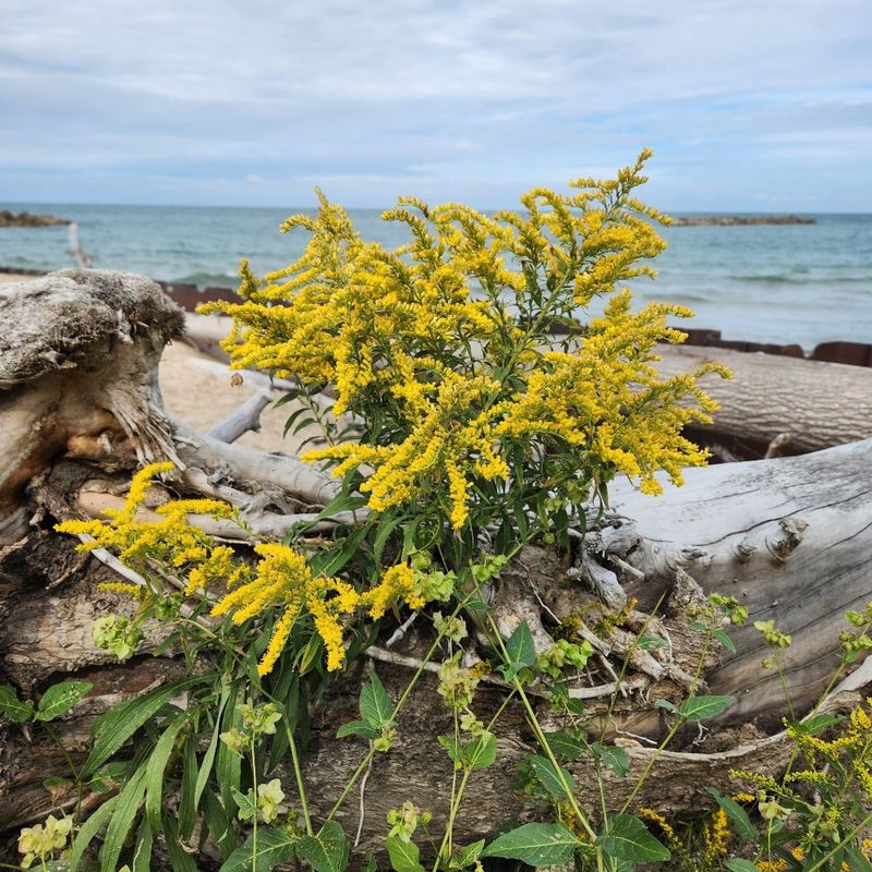 Seaside Goldenrod Brightens Coastal Landscapes