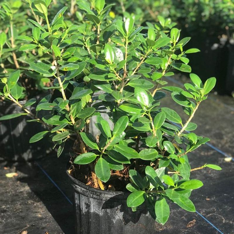 Green Island Ficus: The Glossy Green Shrub