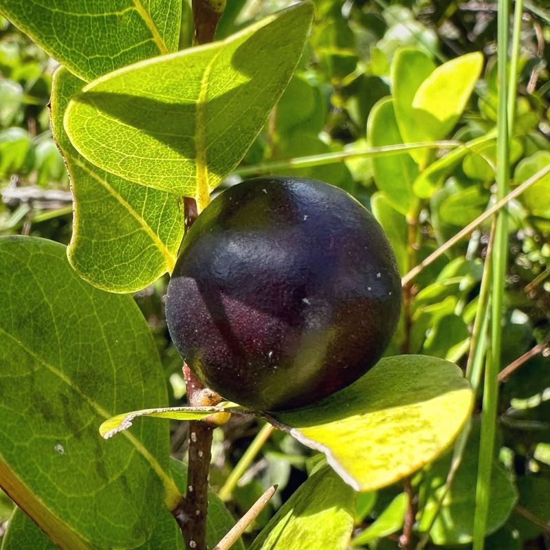 Wildlife Benefits Make Cocoplum More Than Just A Hedge