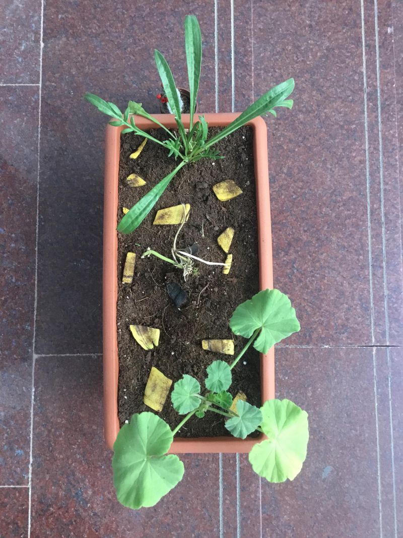 How To Use Banana Peels