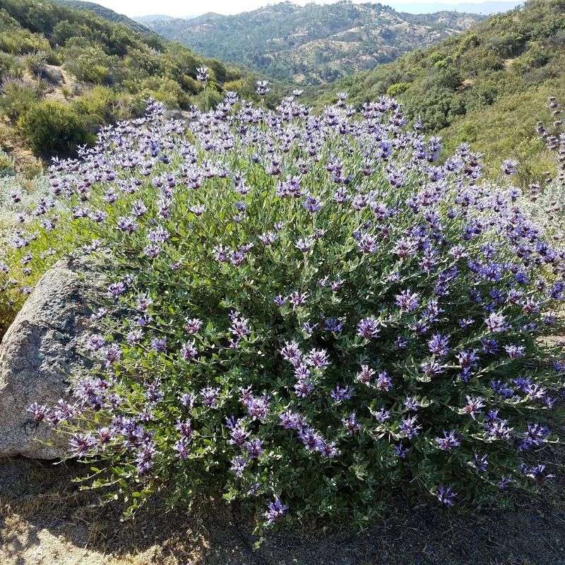 Cleveland Sage (Salvia clevelandii)