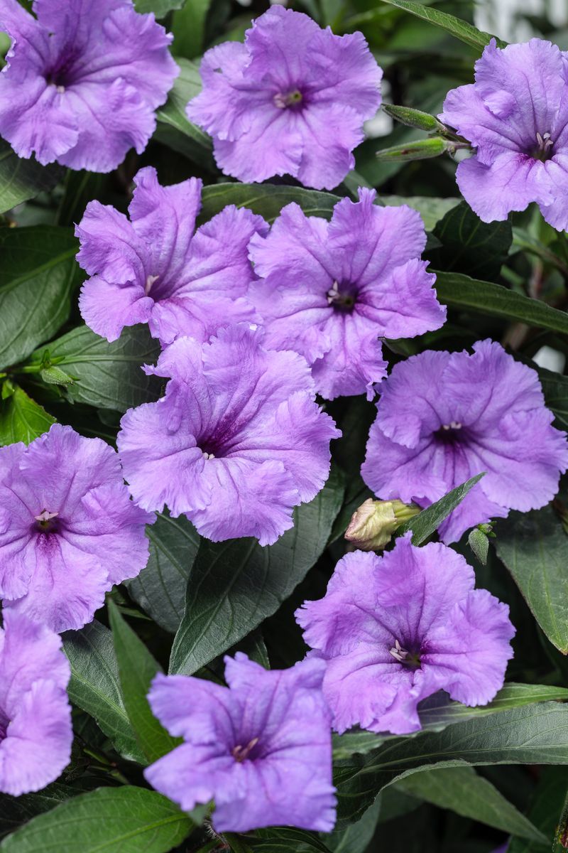 Mexican Petunia Escapes And Crowds Out Natives