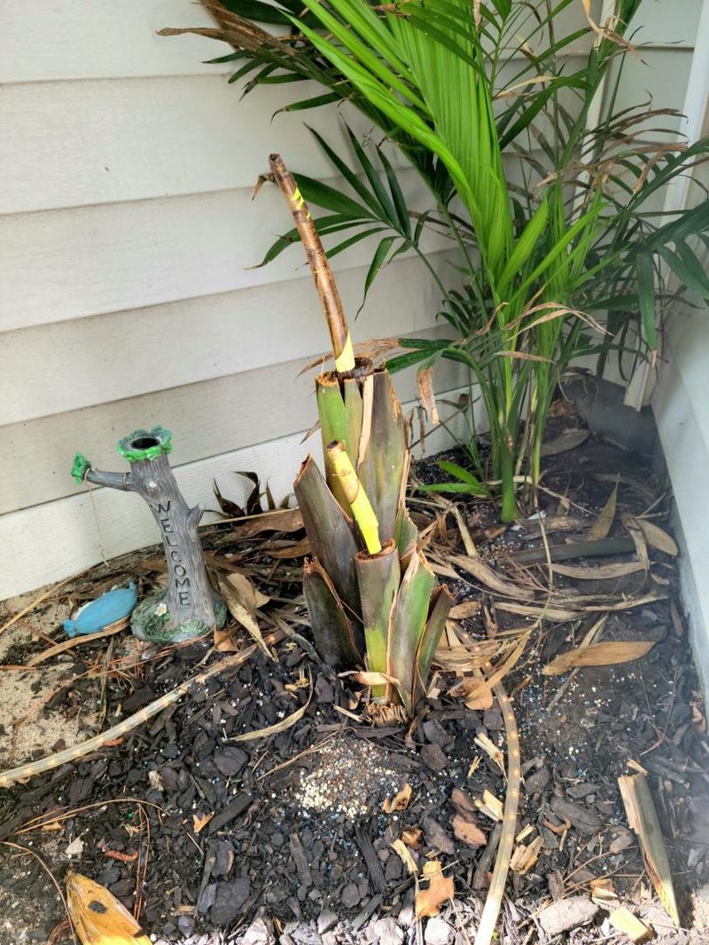 Leaves Burn, Soften, And Collapse Fast