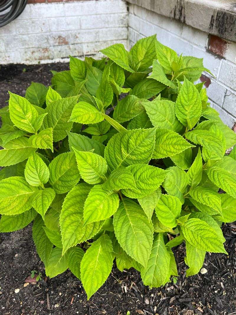 Healthy But Not Flowering