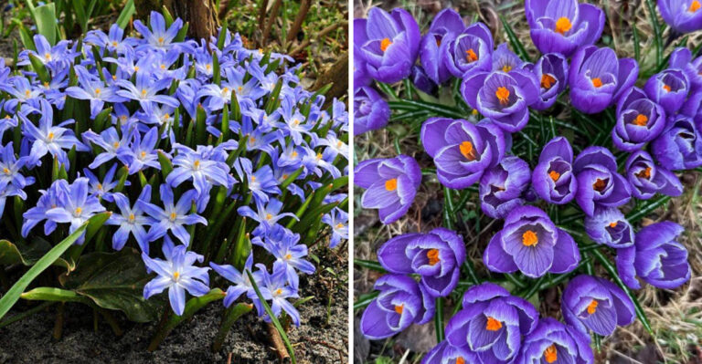 Cold Hardy Flowers Michigan Gardeners Love Year After Year