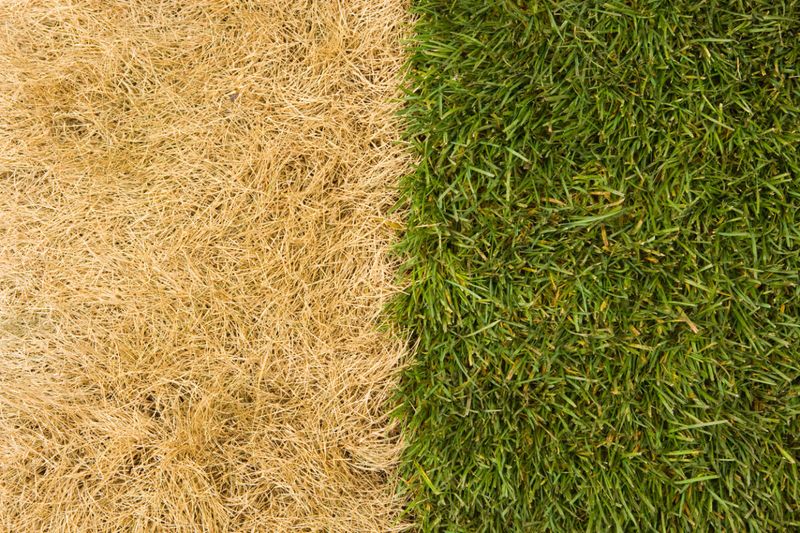 Early Fertilizing Makes Yellow Lawns Worse