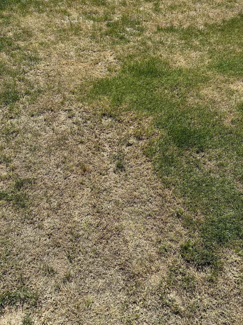Nutrients Wash Away Before Grass Can Absorb Them
