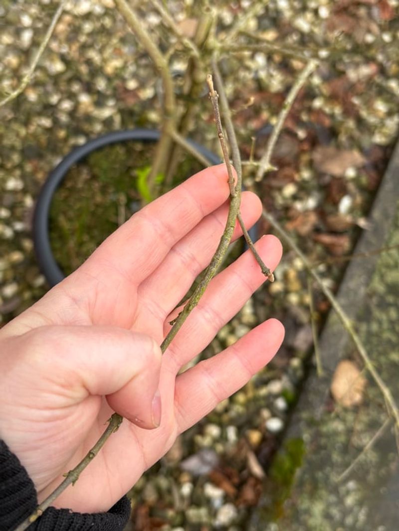 Clean-Up Pruning Improves Shape On Beautyberry