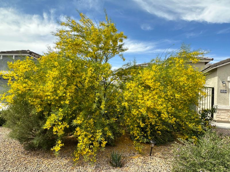 New Growth Damage Increases When Palo Verde Is Cut Now