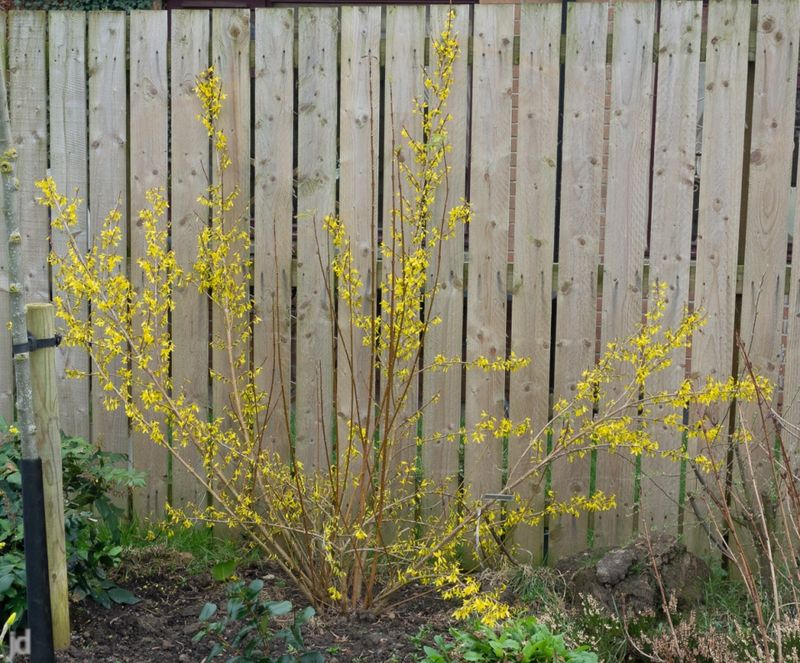 Energy Reserves Drop After Early Flowering