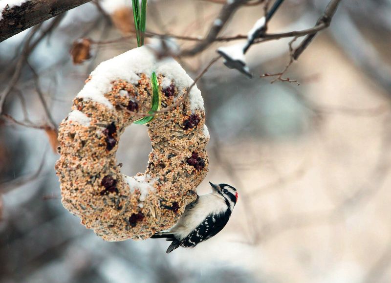 High-Energy Food Keeps Birds Alive When Temperatures Crash