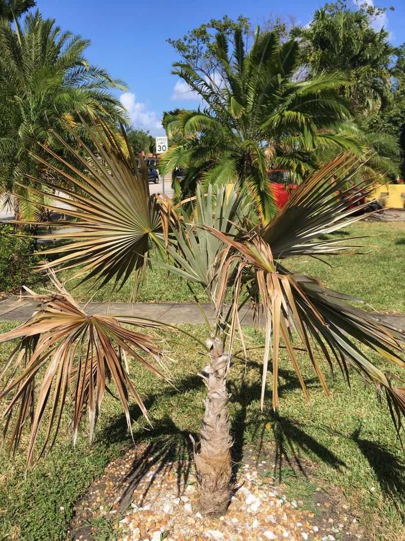 Fast Release Fertilizer Can Burn Palm Roots