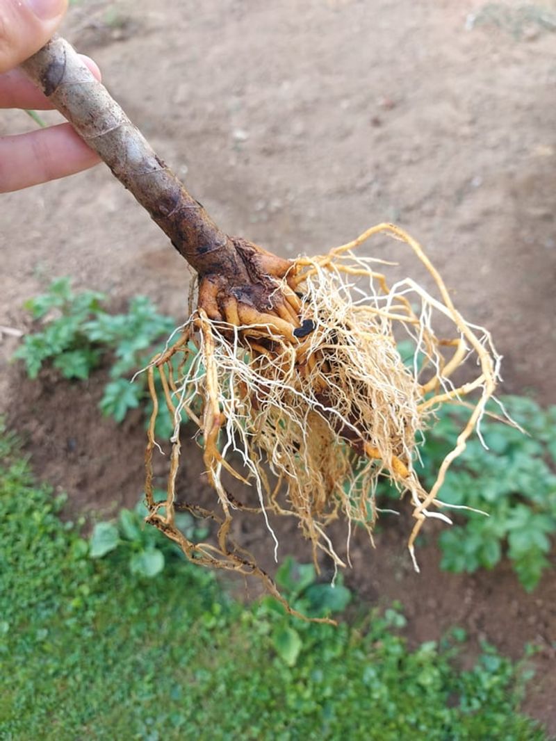 Roots Can Rot Fast