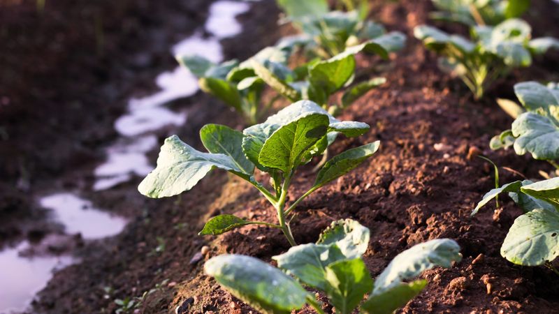 Frost Can Damage Or Ruin Tender Seedlings