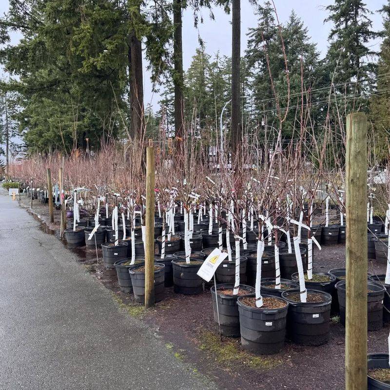Bare-Root Fruit Trees And Berries