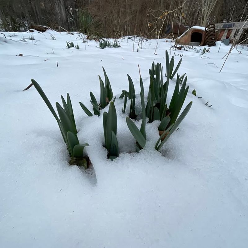 Heavy Wet Snow Can Cause Temporary Physical Damage