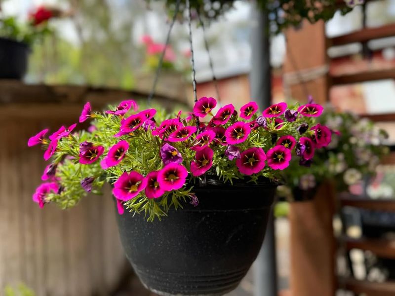 Calibrachoa (Million Bells)