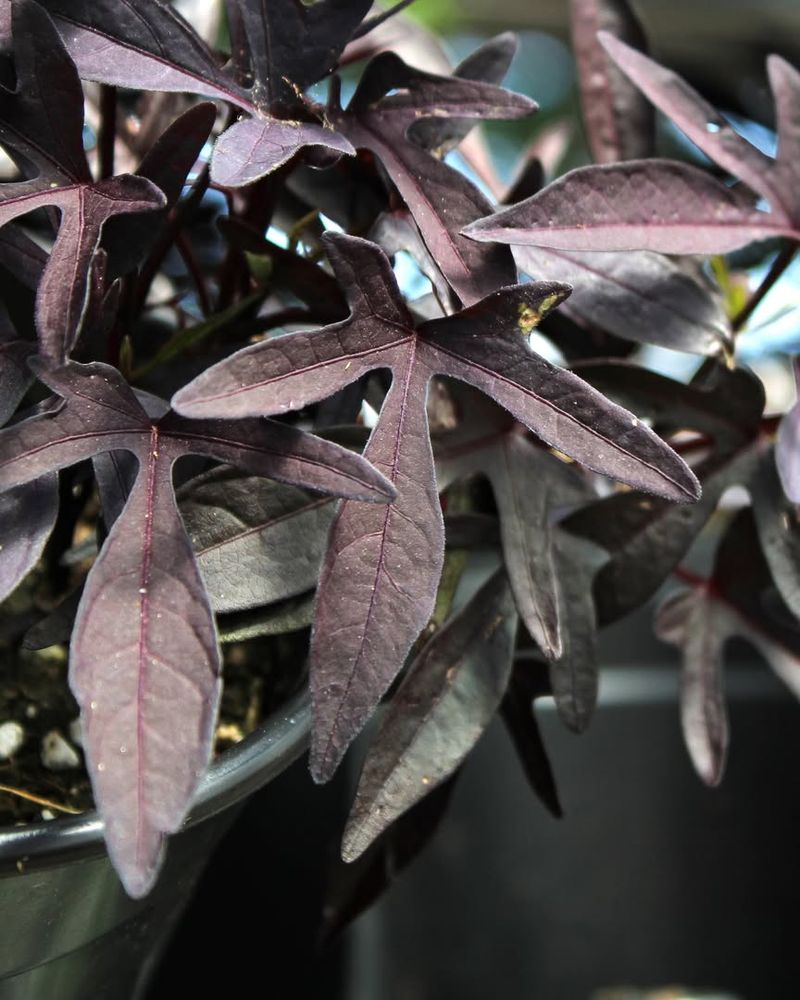 Sweet Potato Vine Fills Space Fast