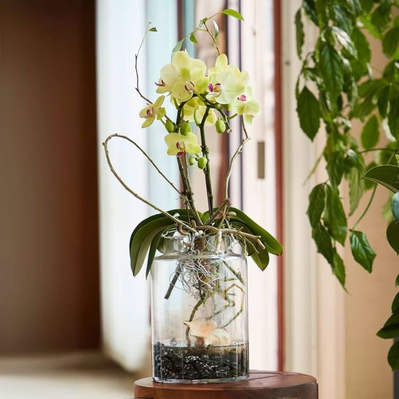 Orchids (Phalaenopsis Spp.)