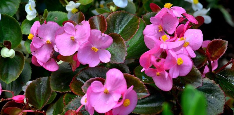 Wax Begonias Deliver Reliable Color In Sun Or Shade