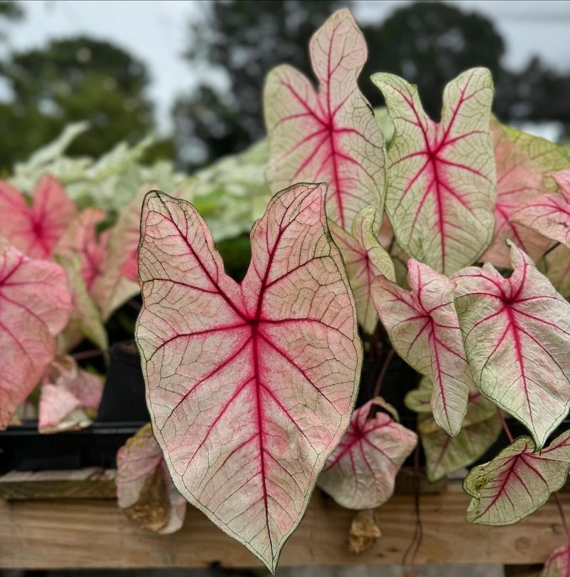 Caladium Matches Wandering Jew's Bold Color In Georgia Beds