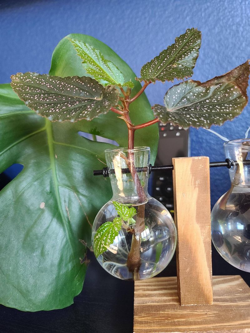 Begonia Cuttings Start Fresh Growth In Water