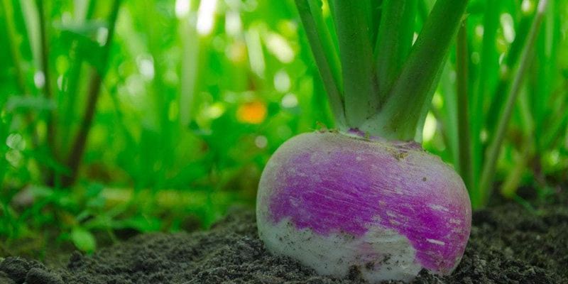 Turnips Sprout Fast And Restore Ground Coverage