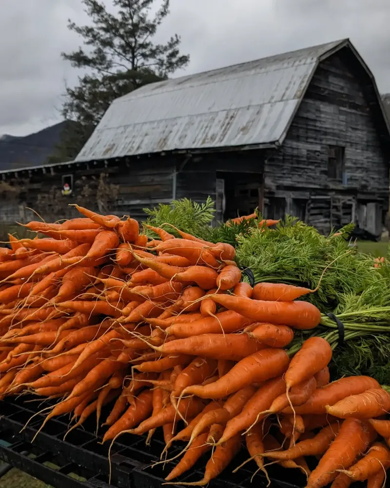 Carrots Develop Sweetness As Soil Temperatures Stay Mild