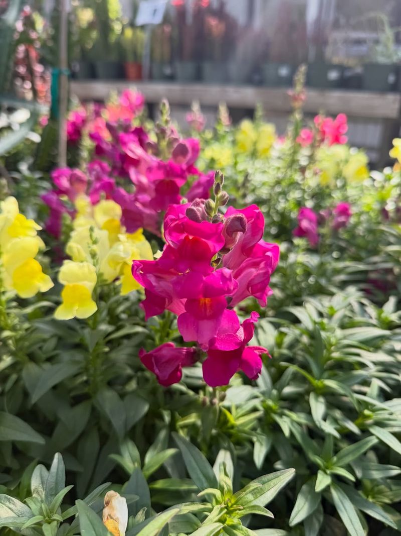 Snapdragons Tolerate Cool Temperatures And Light Frost