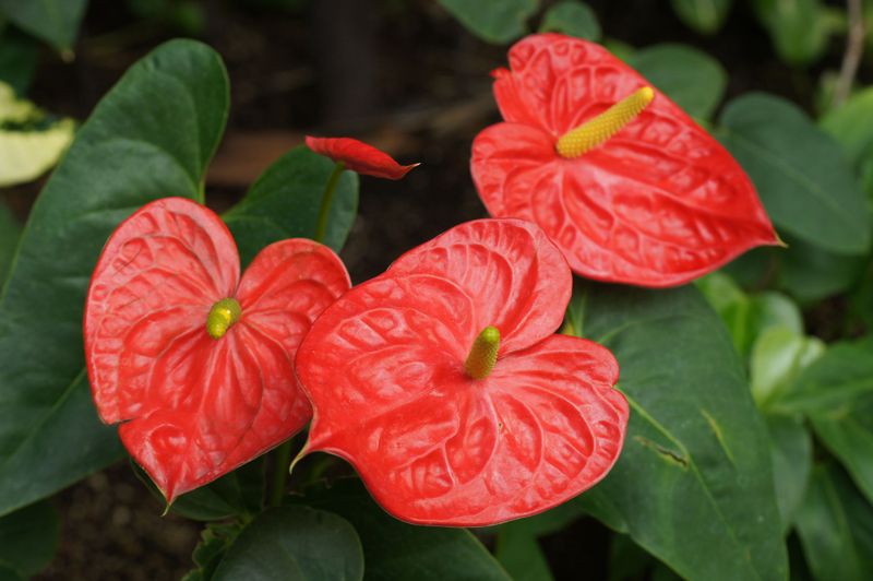 Anthurium