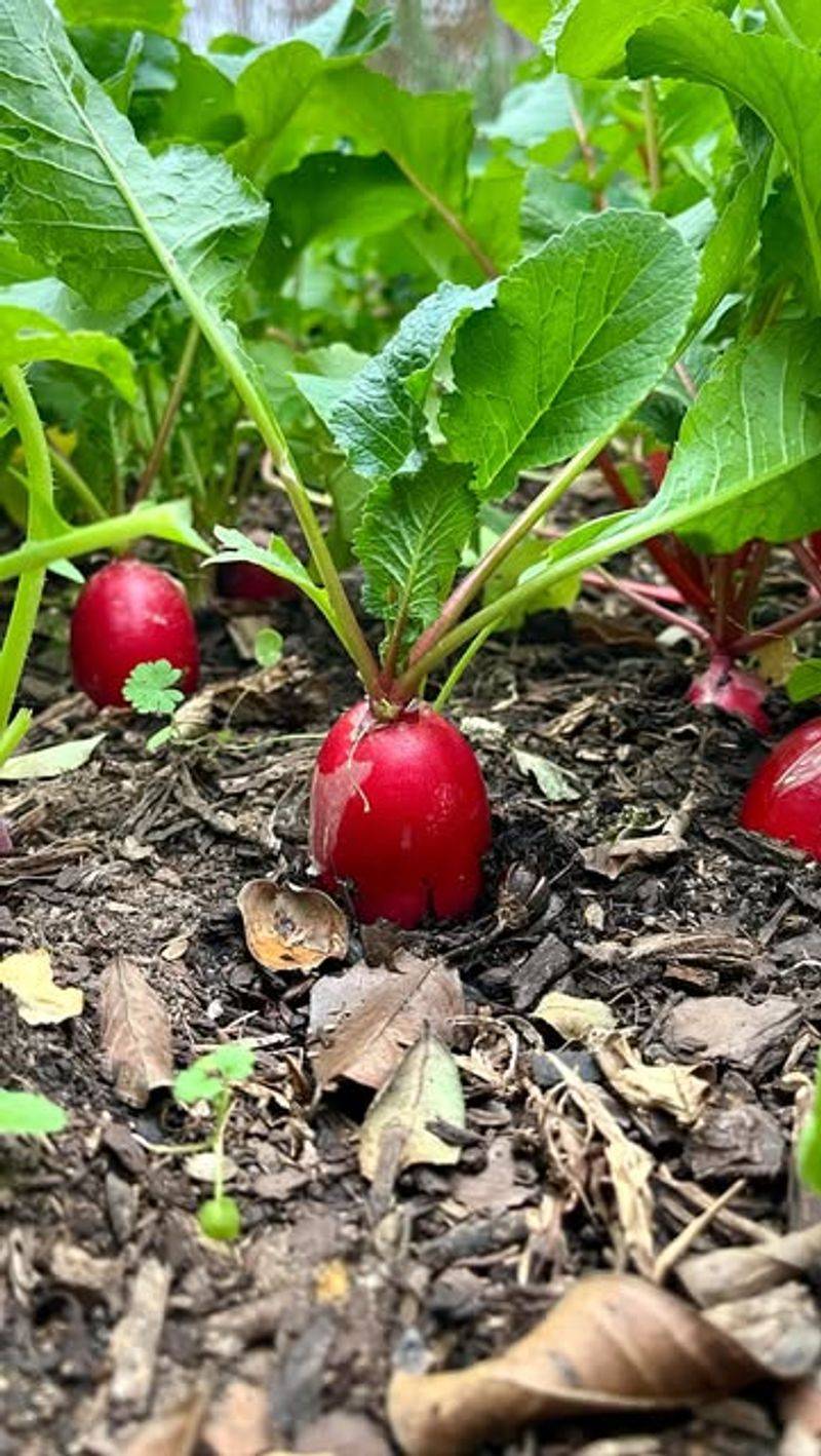 Growth Slows As Days Start Warming Up